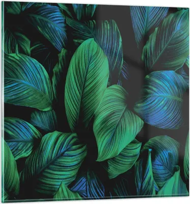 Produktbild von Bilder auf glas - Einteilig - Blätter Pflanzen Exotik - 70x70cm - Glasbilder - Wandbilder - Bilder - zum Aufhängen bereit - Wanddekoration aus Glas - Glas Bilder - Wandbild auf Glas - GAC70x70-5066