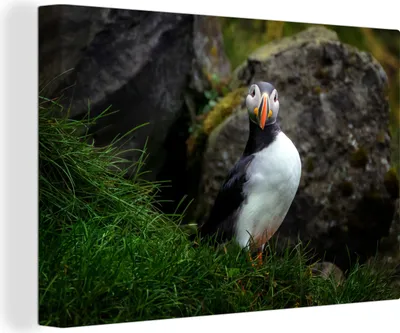 Produktbild von OneMillionCanvasses® - Leinwandbilder - 140x90 cm, Papageientaucher auf einer Insel, Wandbilder Kunstdruck Wanddekoration