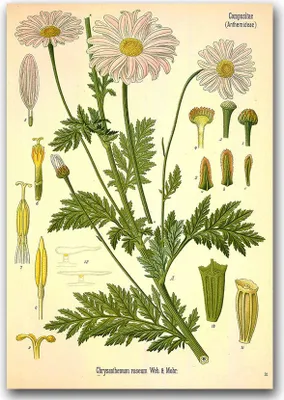 Produktbild von Poster - Canvas - Leinwand - 59,4 cm x 84,1 cm - Fotoposter - Leinwandkunst - Botanischer Anthemideae Compositae