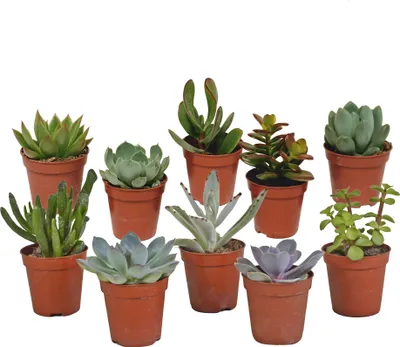 Obrázok produktu pre Sukulenty - Mix - 5,5 cm - 10 kusov