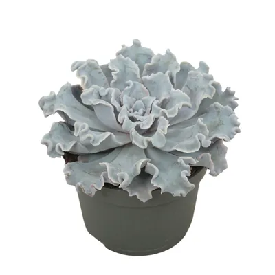Produktbild von Sukulente Echeveria Crispy Beauty 15cm