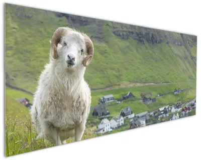 Produktbild von Wallario Küchenrückwand aus Glas, Größe: 125 x 50 cm, Motiv: Wildes Schaf in der Natur | Spritzschutz | abwischbar | pflegeleicht | in