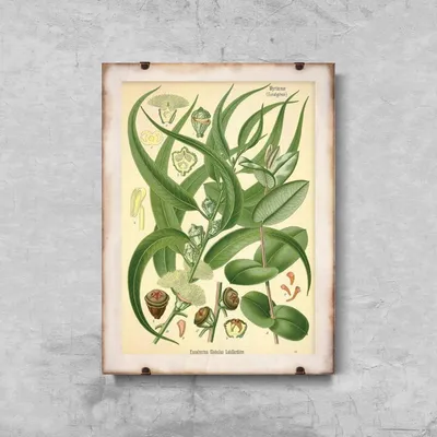 Produktbild von Poster - Canvas - Leinwand - 29,7 cm x 42 cm - Illustration Eukalyptus