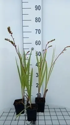 Zdjęcie produktu dla 6 x Crocosmia hybr. 'Emberglow' - Crocosmia - Topf 9 x 9 cm