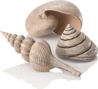 Obrázek produktu pro biOrb sea shells natural