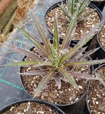 Image de Agave filifera subsp. schidigera