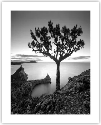 Produktbild von Poster - Poster ohne Rahmen - Baum Schwarzweiß Ansicht - 40x50 cm - Wand Bild - Wanddeko - Wandbilder - Kunstposter - Wandposter - Bilder - Kunstdruck - Wanddekoration - Wandbild - P2XPA40x50-4297
