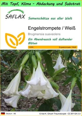 Produktbild von SAFLAX Garden to go - Engelstrompete / Weiß - Brugmansia suaveolens - 10 Samen - Mit Topf, Klima - Deckel und Anzuchtsubstrat