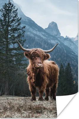 Produktbild von MuchoWow® Poster Schottische Highlander - Berg - Landschaft - Bäume - Kuh - Natur 40x60 cm - Plakate für die Wand - Poster Babyzimmer
