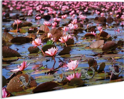 Produktbild von Wallario Handtuchhalter aus Glas, Motiv: Seerosenlandschaft mit rosa Blüten, 30 x 20 cm mit 4 Haken
