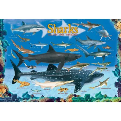 Zdjęcie produktu dla EUROGRAPHICS Rekiny Puzzle 100 elementów