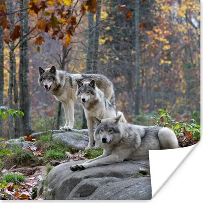 Produktbild von MuchoWow® Poster Wölfe - Felsen - Wald 100x100 cm - Babyzimmer