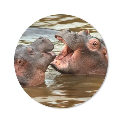 Produktbild von MuchoWow® Mauspad Mousepad Nilpferd - Tiere - Wasser 30x30 cm - Mousepads - Maus Mat - Pad - Mausunterlage - Tischunterlage - Schreibtischmatten