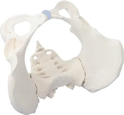 Immagine prodotto di Sala Erler Modello di bacino femminile con sacro
