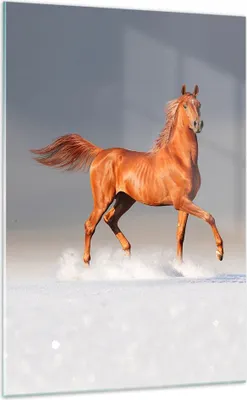 Produktbild von Bilder auf glas - Einteilig - Tiere Pferd Galopp Geschwindigkeit - 70x100cm - Glasbilder - Wandbilder - Bilder - Wanddekoration aus Glas - Glas Bilder - Wandbild auf Glas - GPA70x100-2590
