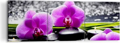Produktbild von Bild auf Leinwand - Leinwandbild - Orchidee Natur Wasser Blume - 120x40cm - Wand Bild - Wanddeko - Leinwanddruck - Bilder - Kunstdruck - Wanddekoration - Leinwand bilder - Wandkunst - CA120x40-2658