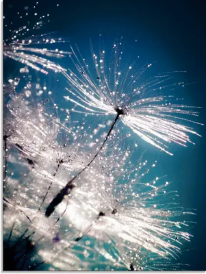 Produktbild von ARTland Glasbild Pusteblume Kristallschirmchen Größe: 45x60 cm