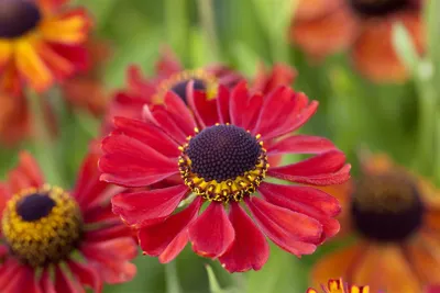 Produktbild von Sonnenbraut Kupferzwerg, im Topf - Helenium