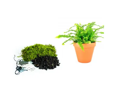 Obrázok produktu pre Gardners Kokedama "Vyrob si sám" Nephrolepis exaltata (L)
