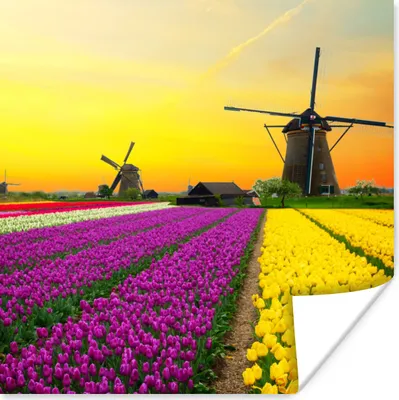 Produktbild von MuchoWow® Poster Windmühle - Tulpen - Blumen - Frühling 50x50 cm - Wohnzimmerdekoration