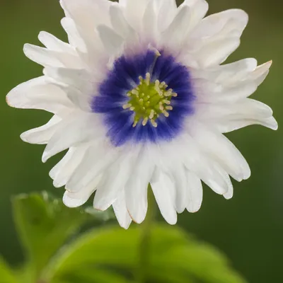 Zdjęcie produktu dla Anemone - Anemon Zawilec Blue Eyes 1 szt. Anemony Zawilce cebulki cebule