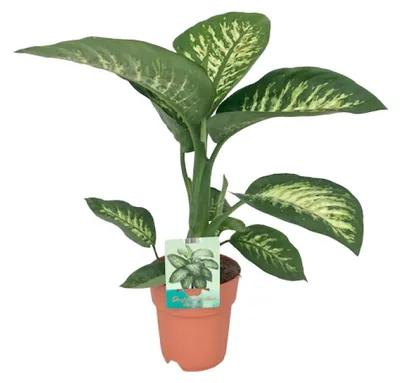 Immagine prodotto di Dieffenbachia Seguine Tropic Snow - 60-70cm - Ø19cm - Pianta d'appartamento - Sempreverde