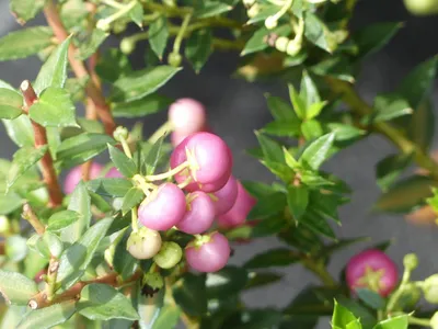 Produktbild von Pernettya mucronata Rosea - Torfmyrte - weiblich - 20-30 - Kleinstrauch