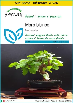 Immagine prodotto di SAFLAX Insieme di coltivazione - Moro bianco - 200 semi - Morus