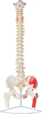 Produktbild von Wirbelsäule Anatomie Modell lebensgroß  Oberschenkelstümpfen & Muskelmarkierung