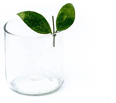 Obrázok produktu pre Gardners Hoya carnosa Gracilis - odrezky na zakorenenie