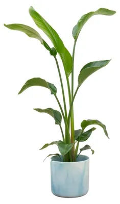 Imagen del producto de Strelitzia Nicolai árbol 120cm Ø22cm planta de planta verde macetapflanze