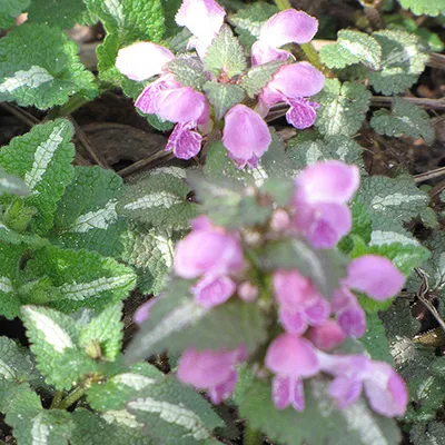 Obrázok produktu pre 6 x Lamium maculatum 'Roseum'  | Kvetináč 9 cm x 9 cm