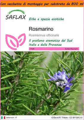 Immagine prodotto di SAFLAX Garden in the bag - Rosmarino - 100 semi - Rosmarinus