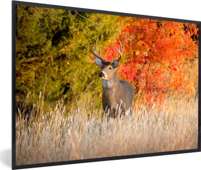Produktbild von MuchoWow® MuchoWow® Gerahmtes Poster Hirsche - Geweihe - Wald 60x40 cm - Poster mit zchwarzem Bilderrahmen - Printing - Wanddeko Schlafzimmer