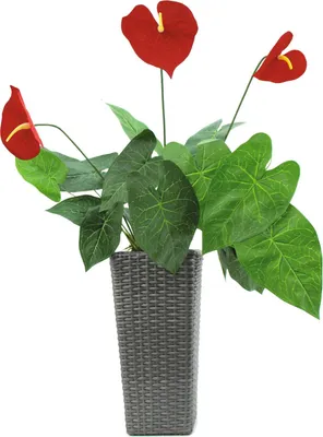 Produktbild von EUROPALMS Anthurium, künstlich, 70cm (82530164)
