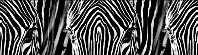 Immagine prodotto di Sanders & Sanders bordo adesivo zebra bianco e nero 500 x 14 cm