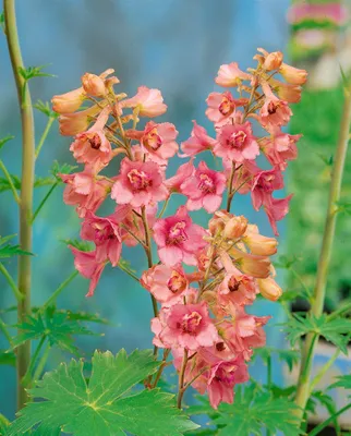 Zdjęcie produktu dla Delphinium x ruysii 'Pink Sensation', ostróżka, różowa, doniczka ok. 11x11 cm