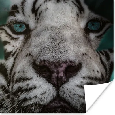 Produktbild von MuchoWow® Poster Dschungel - Tiger - Schwarz - Weiß 50x50 cm - Wohnzimmerdekoration