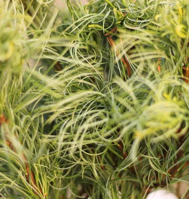 Immagine prodotto di Pino di Weymouth Pinus parviflora Twister Green 40 cm innestato su un tronco