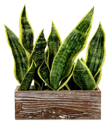 Produktbild von 40 cm Sansevieria Kunstpflanze im Holztopf künstliche Pflanzen wie echt mit Topf Künstliche Schlangenpflanze Perfekt für Badezimmer Schlafzimmer Home Office Dekoration