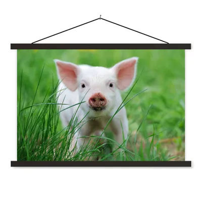 Produktbild von MuchoWow® Textilposter Schwein - Tiere - Groß 150x100 cm mit schwarzem Rahmen - Schlafzimmer