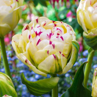 Imagen del producto de Bulbos de tulipán resistentes al invierno, perennes, de doble flor, mezcla de blanco y rosa, 25 bulbos. Plantas auténticas de Holanda. Tulipanes para jardín y balcón (bulbos grandes, no semillas, no artificiales)