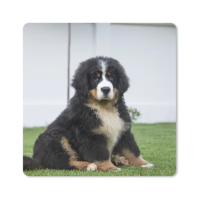 Produktbild von MuchoWow® Mauspad Mousepad Super süßer Berner Sennenhund Welpe 30x30 cm - Mousepads - Maus Mat - Pad - Mausunterlage - Gaming