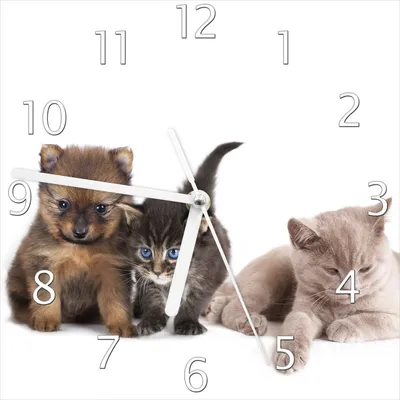 Produktbild von Wallario Design Wanduhr Hundewelpen und Katzenjunge aus Echtglas, Größe 20 x 20 cm