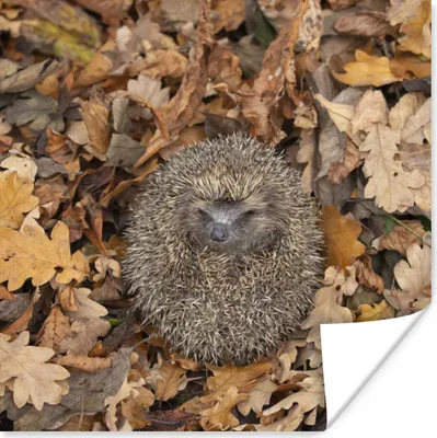 Produktbild von MuchoWow® Poster Igel - Herbst - Wald 75x75 cm - Wand Dekoration