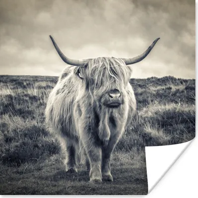 Produktbild von MuchoWow® Poster Schottischer Hochländer - Tiere - Wolken - Kuh - Natur 50x50 cm - Wohnzimmerdekoration