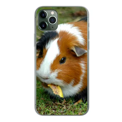 Produktbild von MuchoWow® Handyhülle Schutzhülle Hülle für iPhone 11 Pro Max Meerschweinchen draußen Silikon Softcase Handy Hülle - Schutz