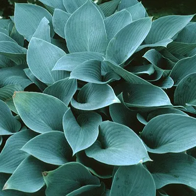 Obrázok produktu pre 6 x Funkie - Hosta 'Halcyon' | Kvetináč 9 cm x 9 cm