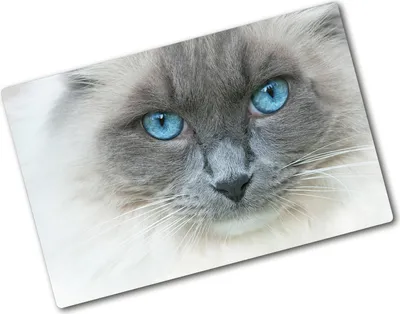 Produktbild von Tulup Glas Herdabdeckplatte - 80x52 cm - Glaskeramikkochfeld-Abdeckung Spritzschutz Glasabdeckplatte - Einteilig - Tiere - Katze Blaue Augen - Blau