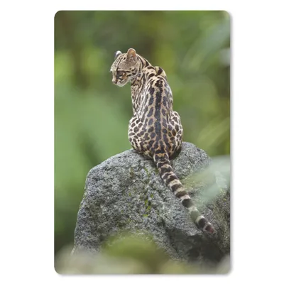 Produktbild von MuchoWow® Mauspad Mousepad Baumkatze auf Stein 18x27 cm - Mousepads - Maus Mat - Pad - Mausunterlage